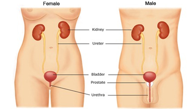Urinary tract infections in women - YourBeautyCraze.com